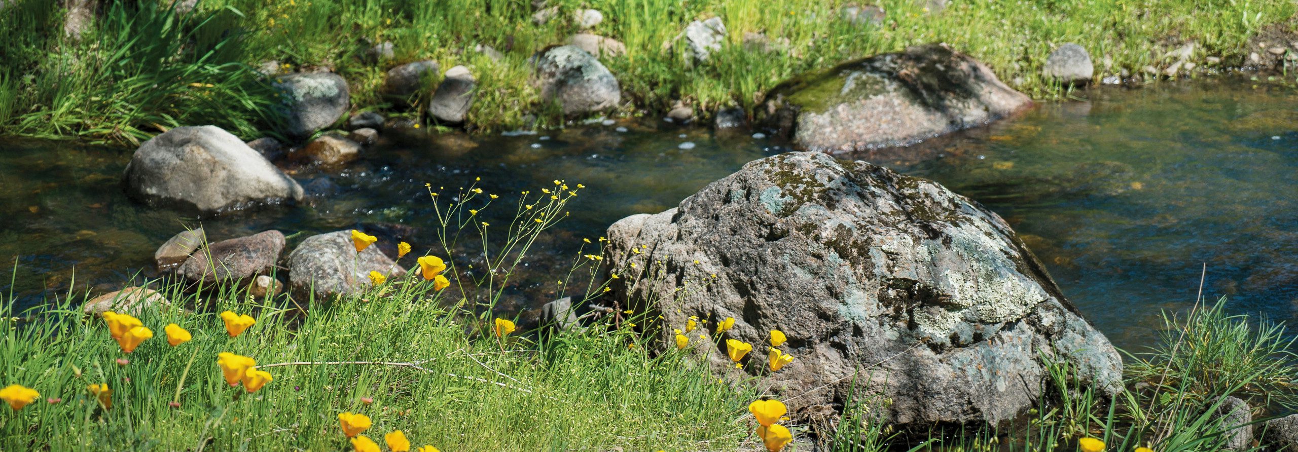 Wildflowers on the bank of a rocky creek