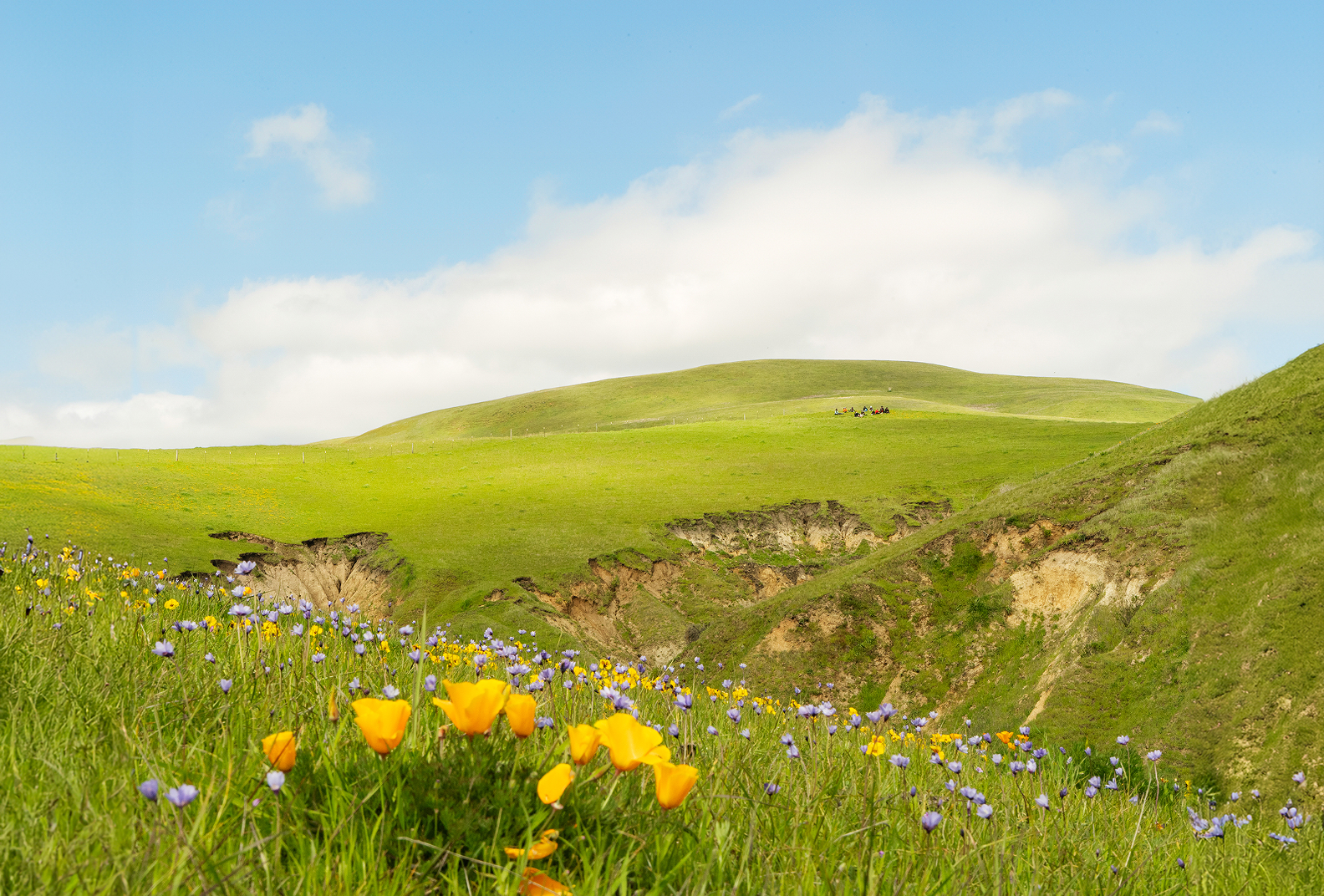 Colorful wildflowers in the foreground of Sears Point, with hikers on a hillside in the distance