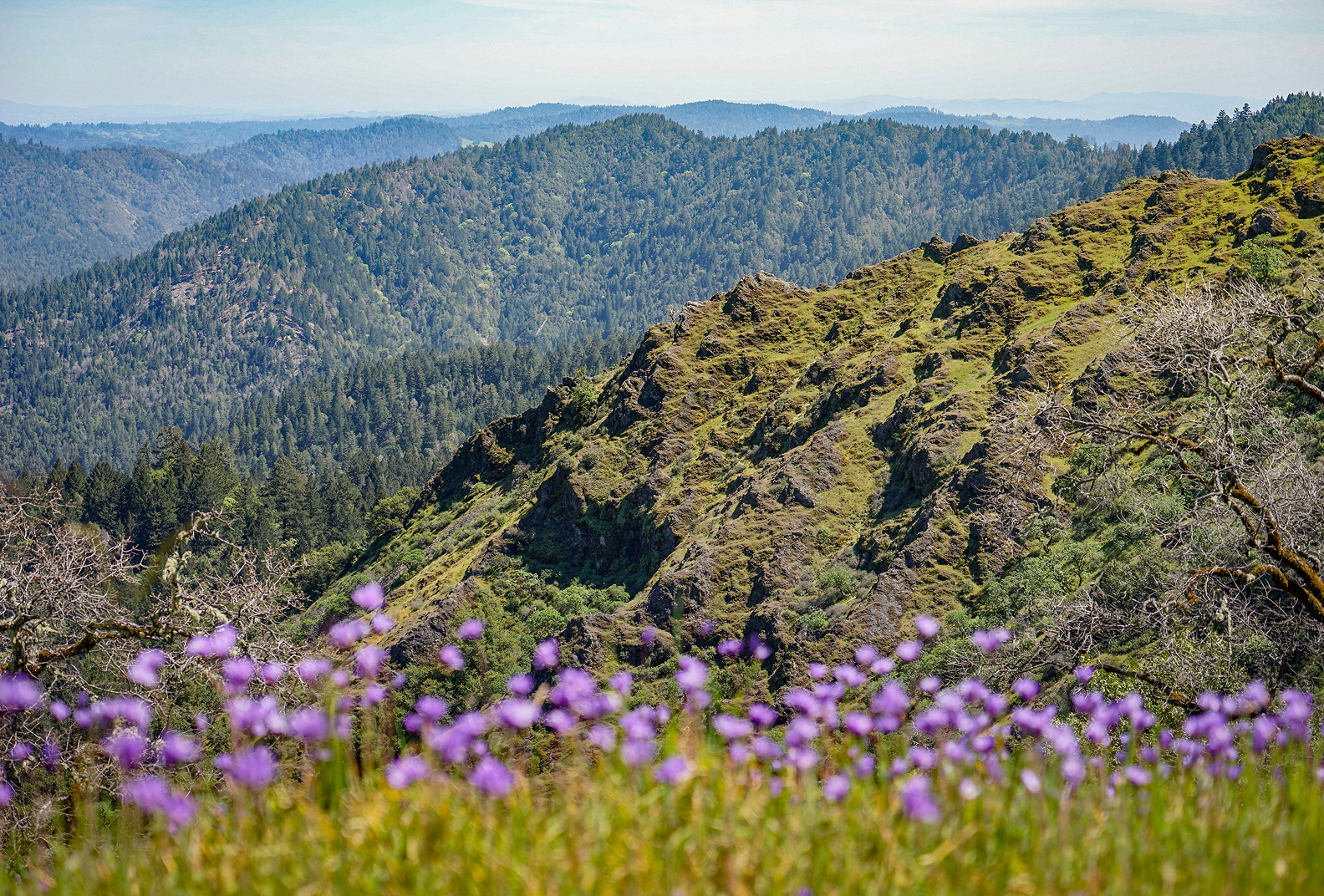 Purple wildflowers int he forefront of craggy hillsides dotted with trees at Little Black Mountain.