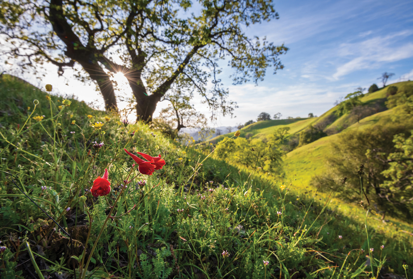 Red wildflowers against rolling hillsides of Pole Mountain