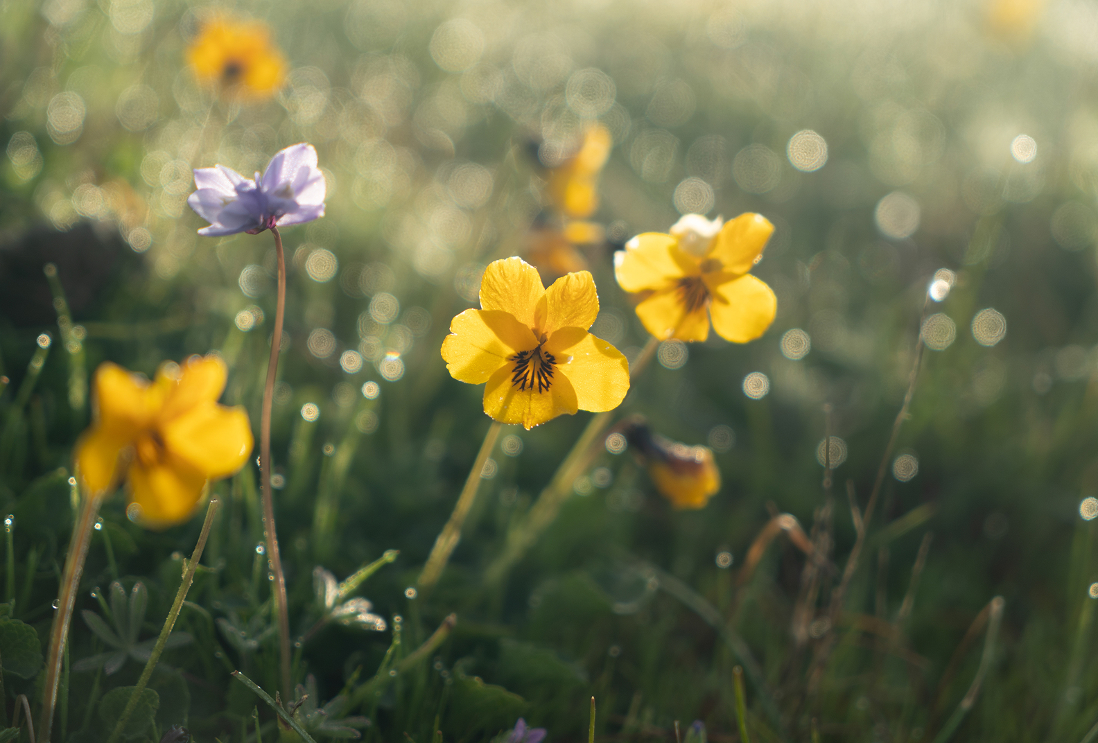Yellow and purple wildflowers