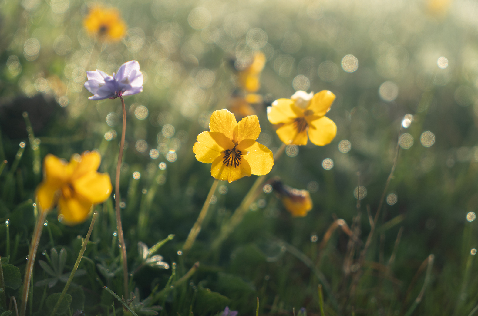 Yellow and purple wildflowers