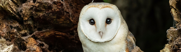 White barn owl in a tree, looking at the camera