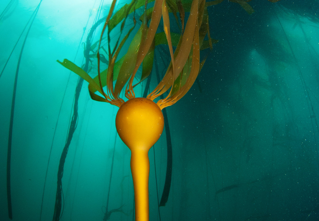 Bull kelp underwater