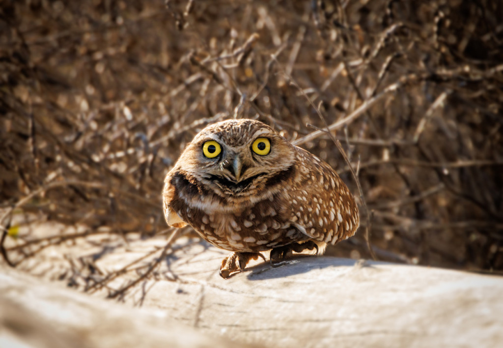 Burrowing owl standing on a fallen tree trunk