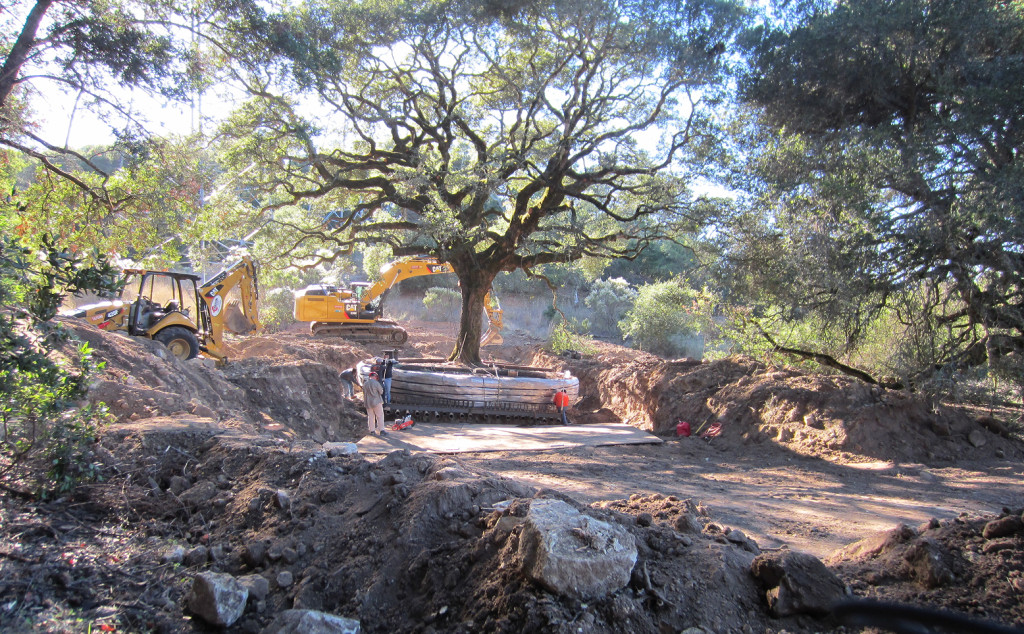Heritage oak tree illegally uprooted on Drake Conservation Easement