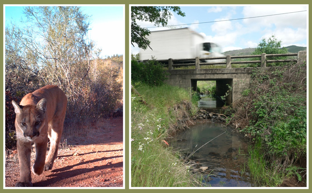 A mountain lion walking juxtaposed next to a truck driving on highway 12.