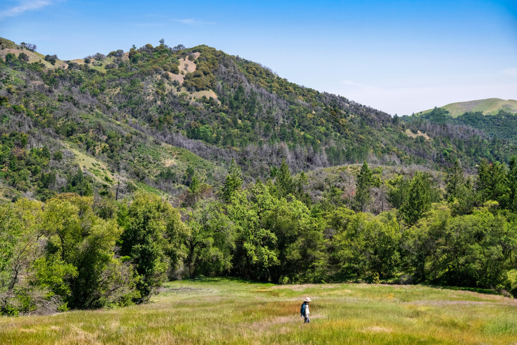 Single hiker in a meadow at Fitzsimmons Ranch