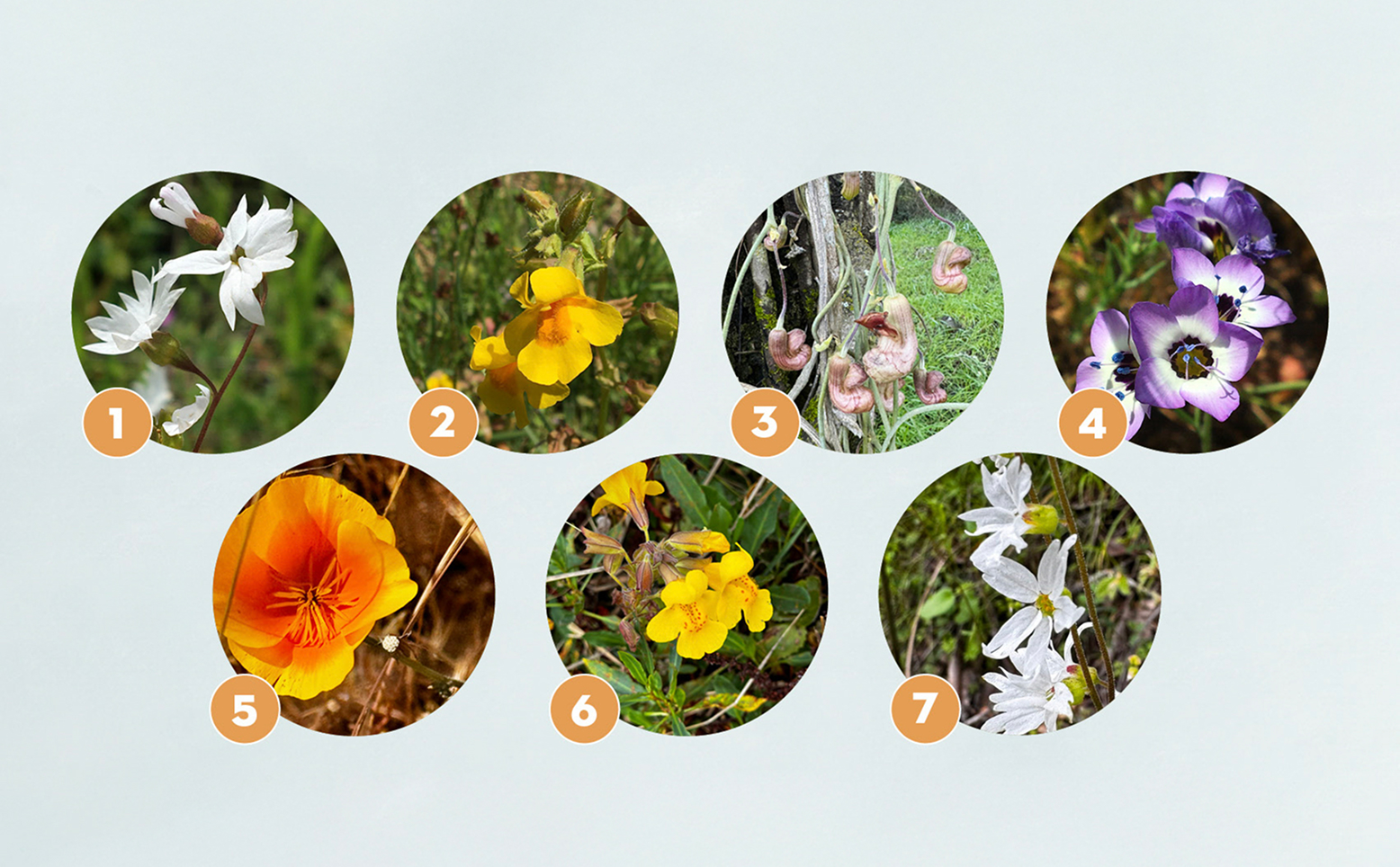 Seven wildflowers of Sonoma County