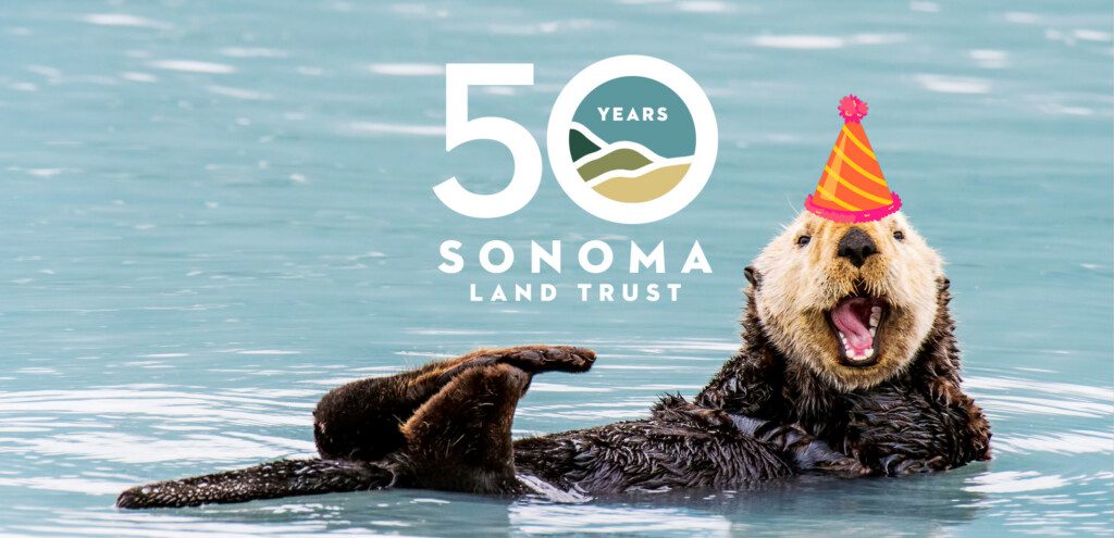 50th years of Sonoma Land Trust, otter with birthday hat