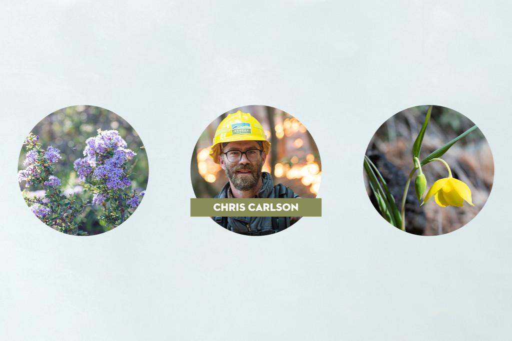 Three circles featuring: California Lilac, Chris Carlson headshot, Golden Fairy Lantern.