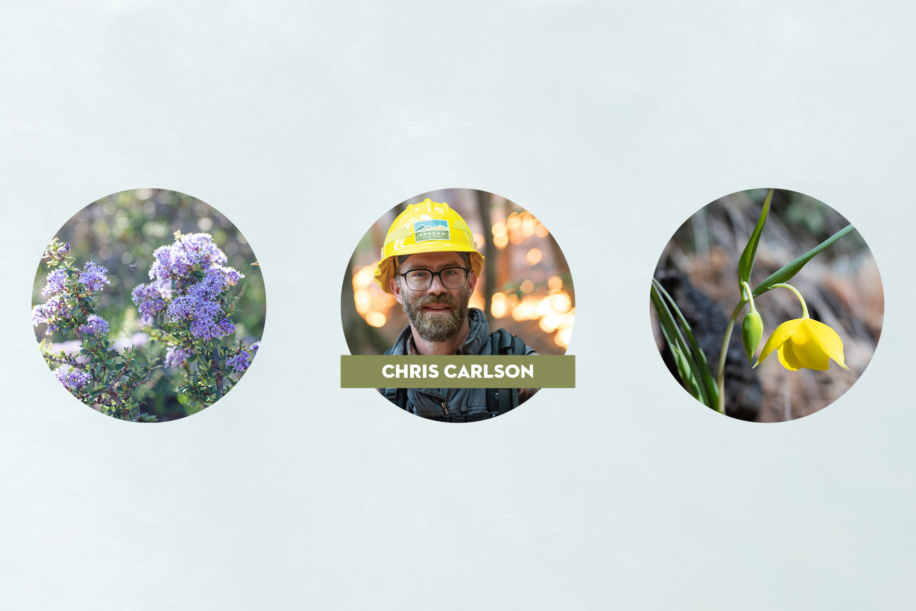 Tres círculos con: Lila de California, Fotografía de Chris Carlson, Linterna Hada Dorada.