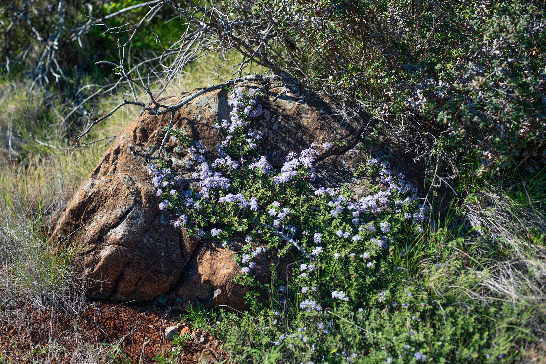 California Lilac in bloom growing over a rock.