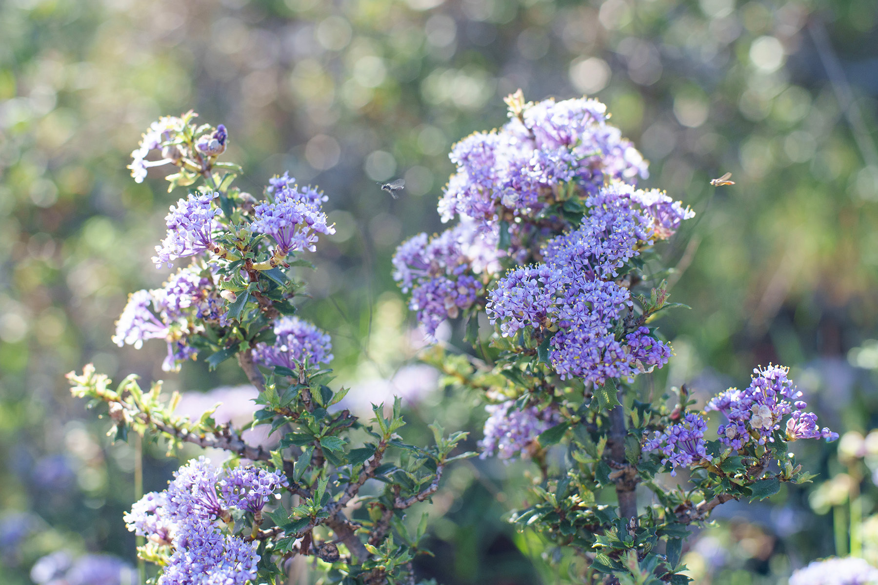 California Lilac in bloom with bees flying nearby.