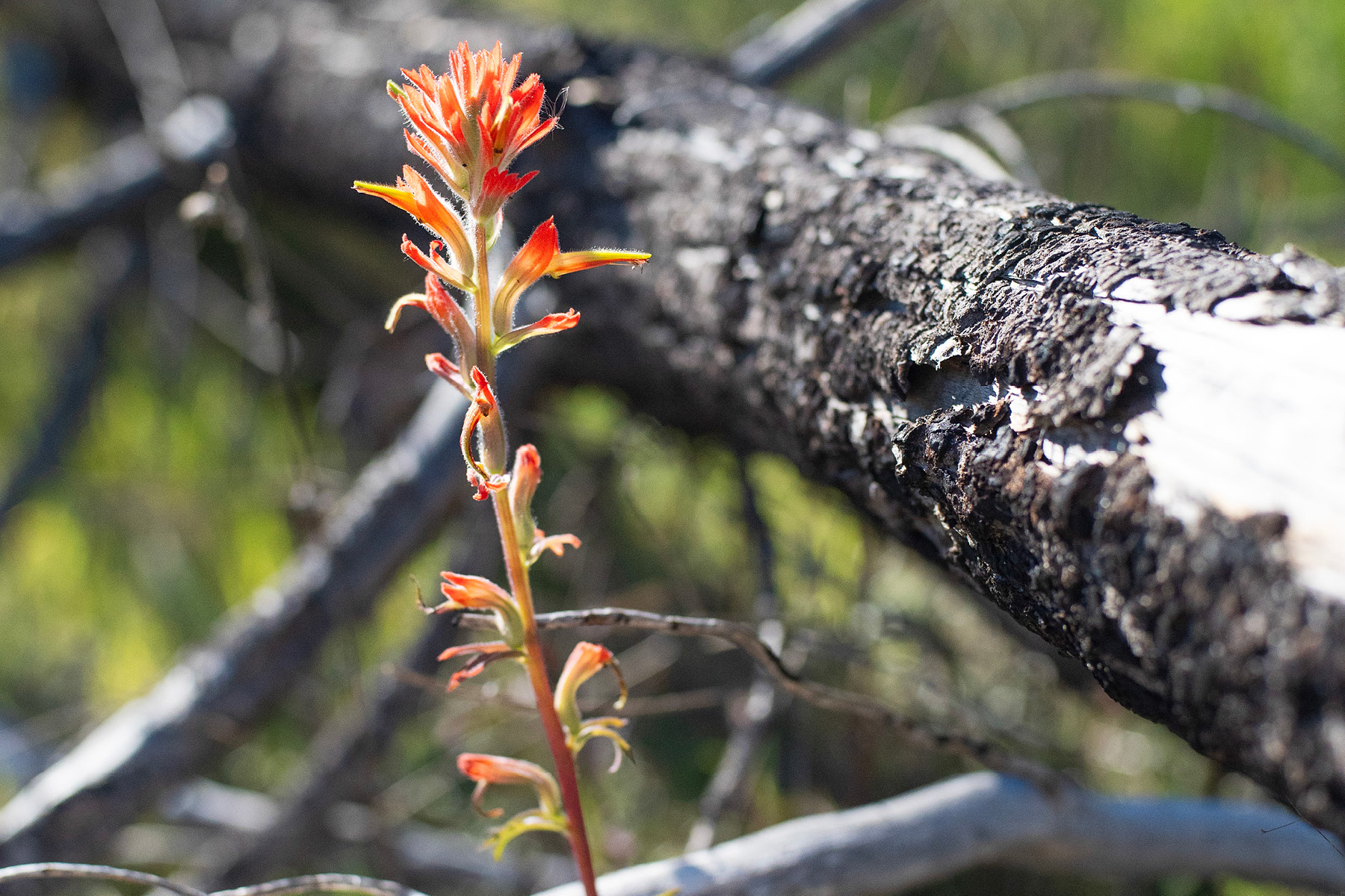 Coast Paintbrush wildflower growing alongside a tree.