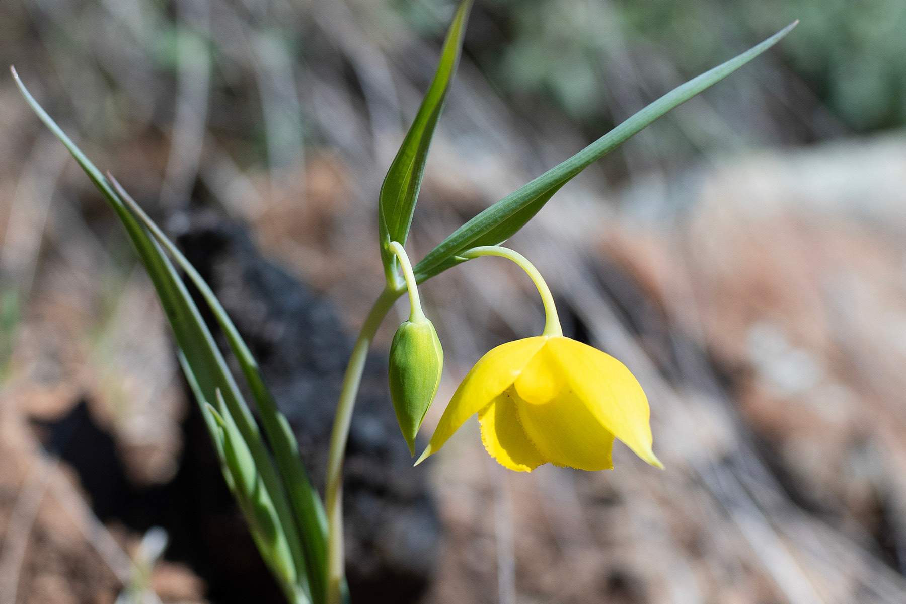Vibrant yellow bloom and bud on a Golden Fairy Lantern wildflower.