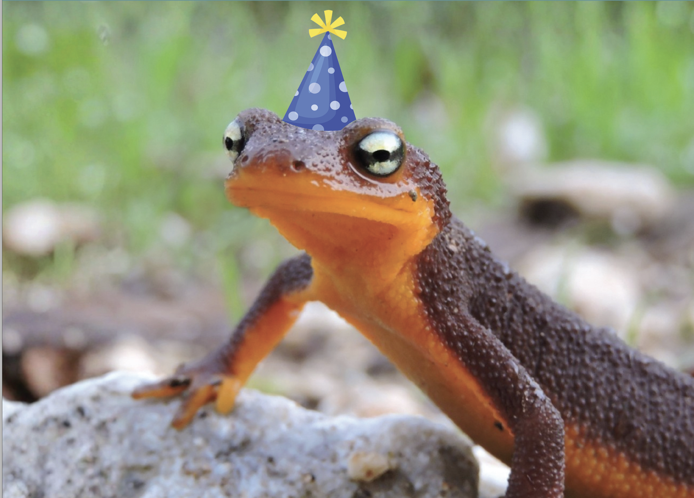 Newt standing on a rock wearing an illustrated party hat.