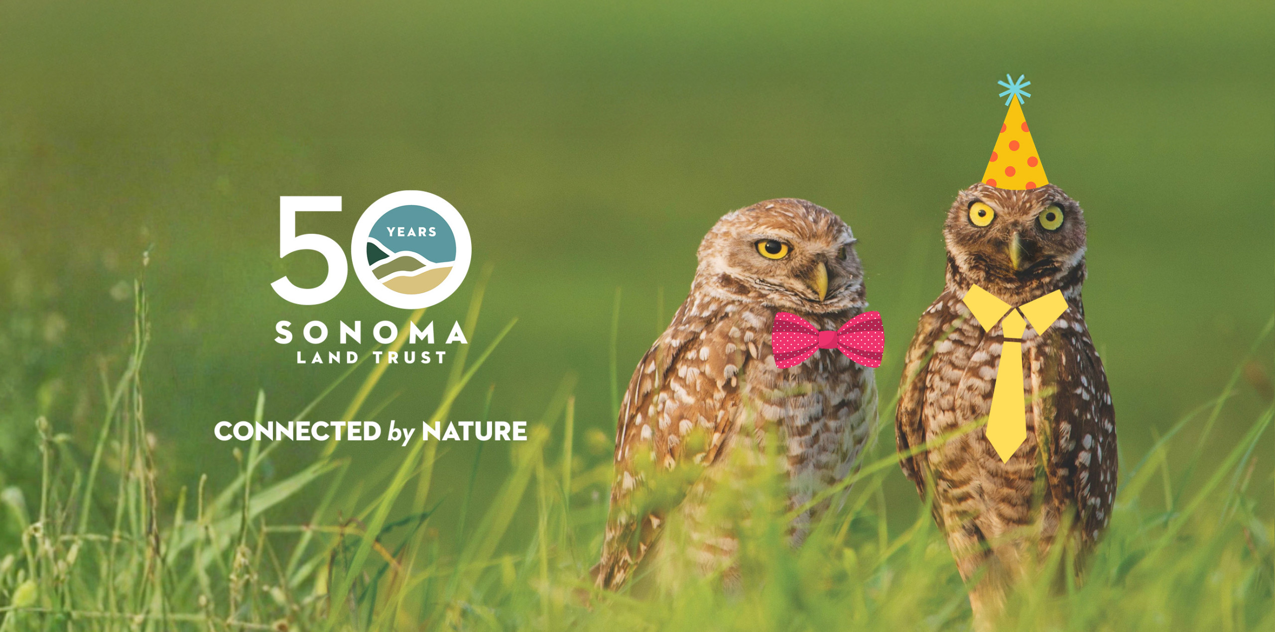 Two burrowing owls wearing illustrated ties and party hats beside the 50th logo.
