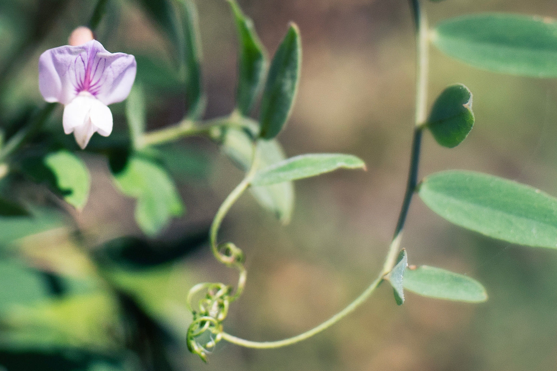 Pacific Pea Flower and vines.