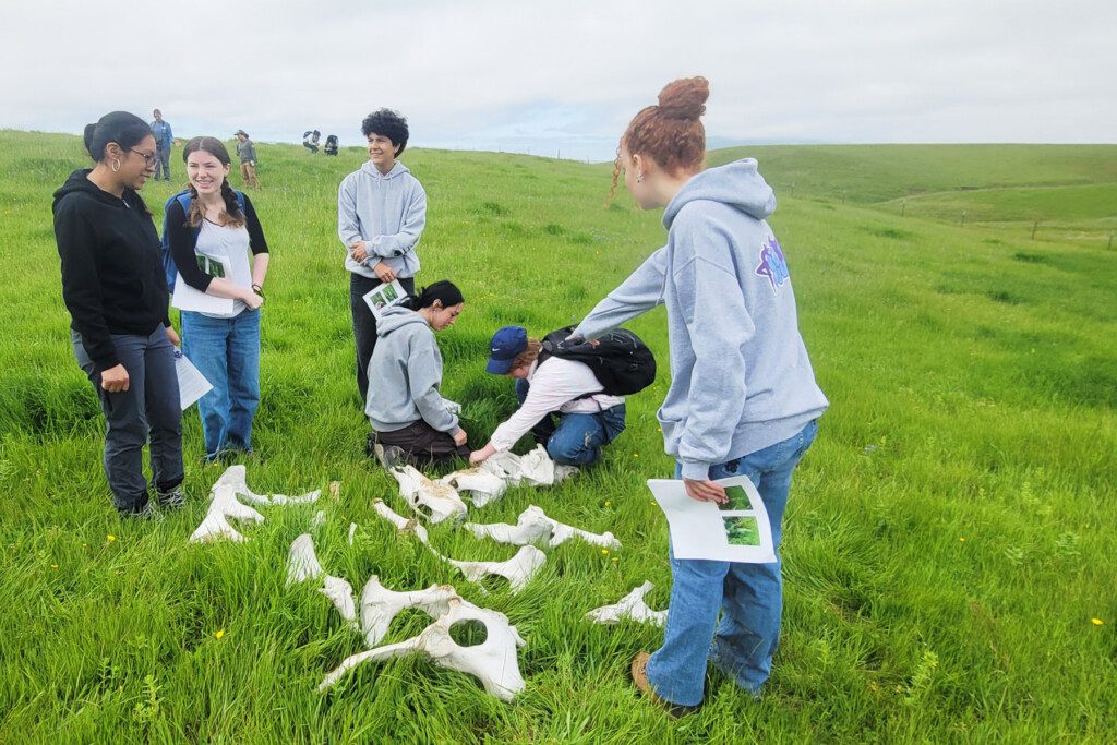 Conservation Council members examining skeleton remains in a grassy field.