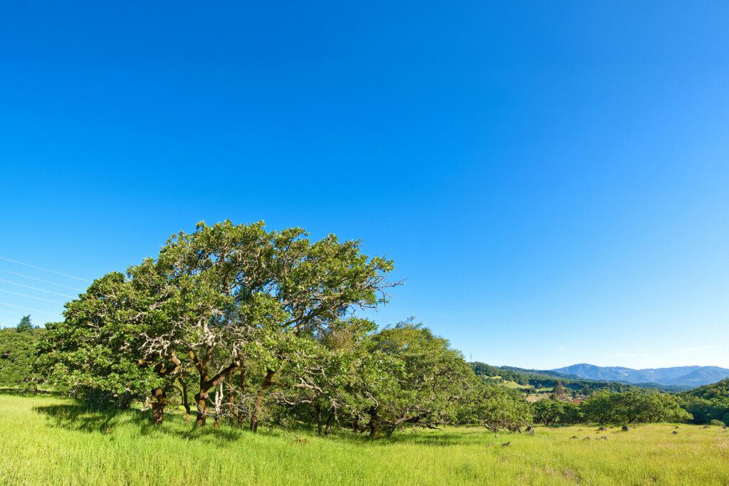 Green grass, oak trees, and blue sky at the Drake property.