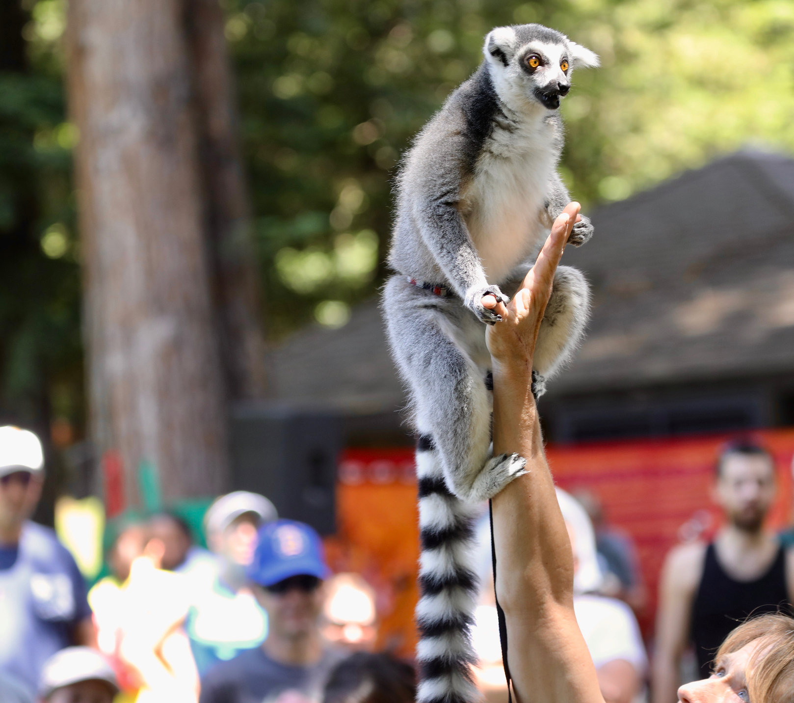 Ring-tailed lemur Performing at Outdoor Event