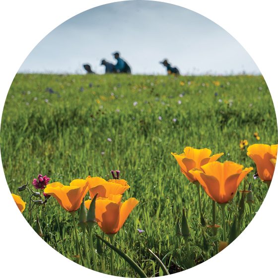 Amapolas vibrantes en un campo verde con siluetas de personas al fondo.