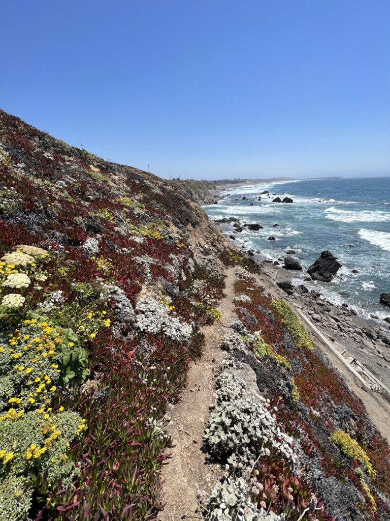 View of the Sonoma coast bordered by rocks.