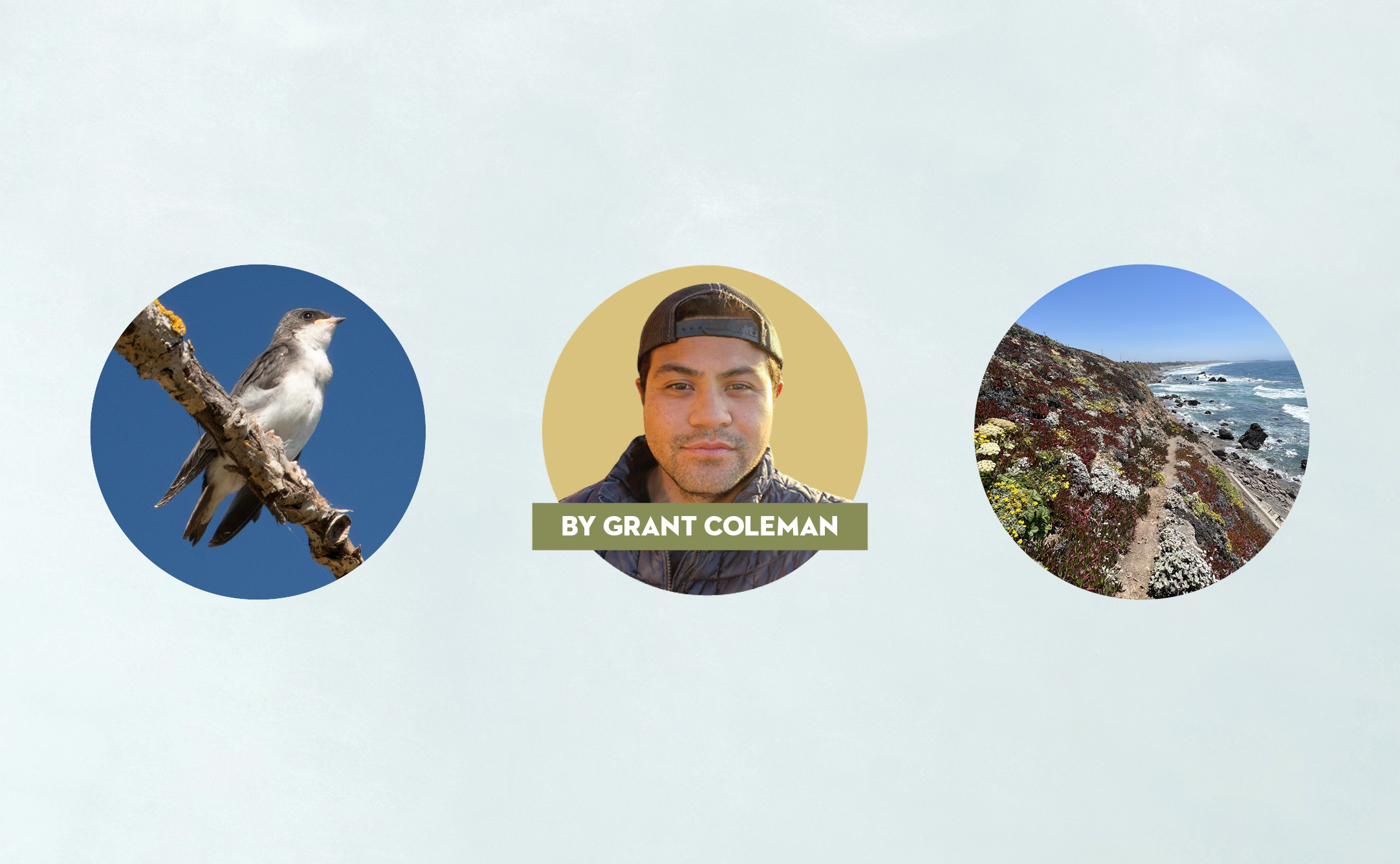 Circle photos of a tree swallow, Grant Coleman, and the Sonoma Coast.
