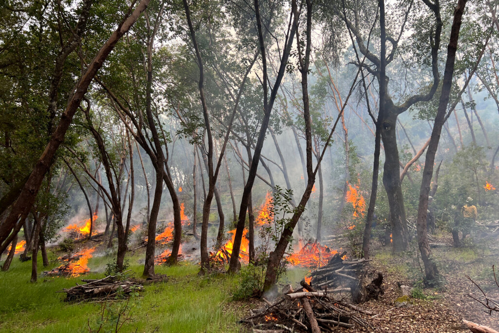 Prescribed burn at Live Oak Ranch Preserve.