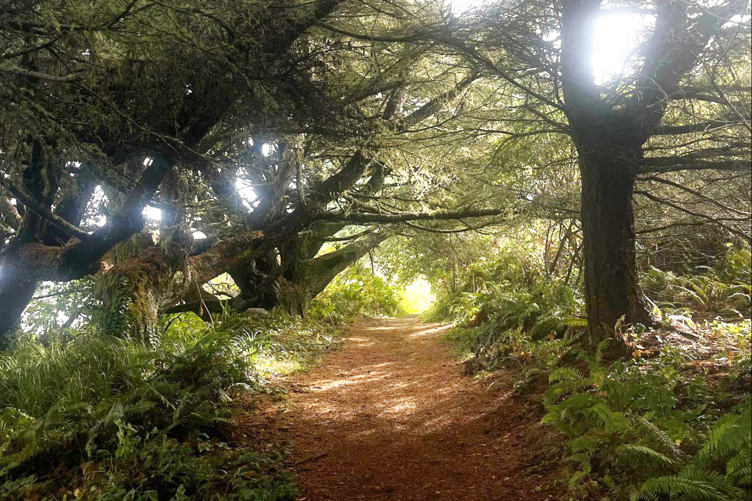 Atracciones naturales: qué explorar ahora mismo — Sonoma Land Trust