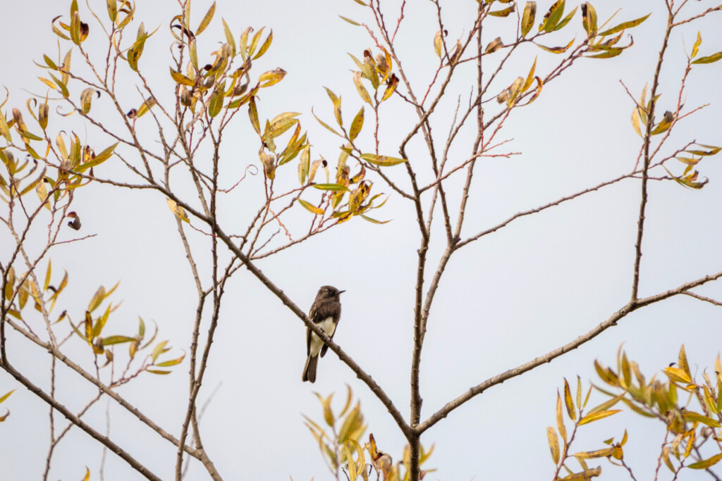 Abeja negra en la rama de un árbol.