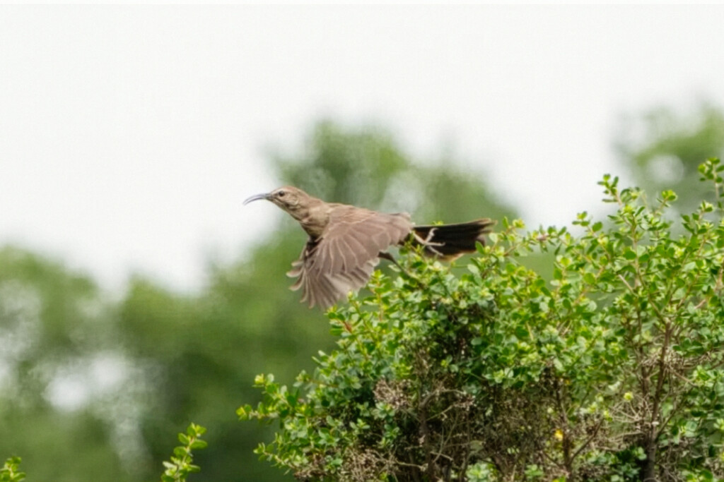 Zorzal californiano volando desde un árbol.