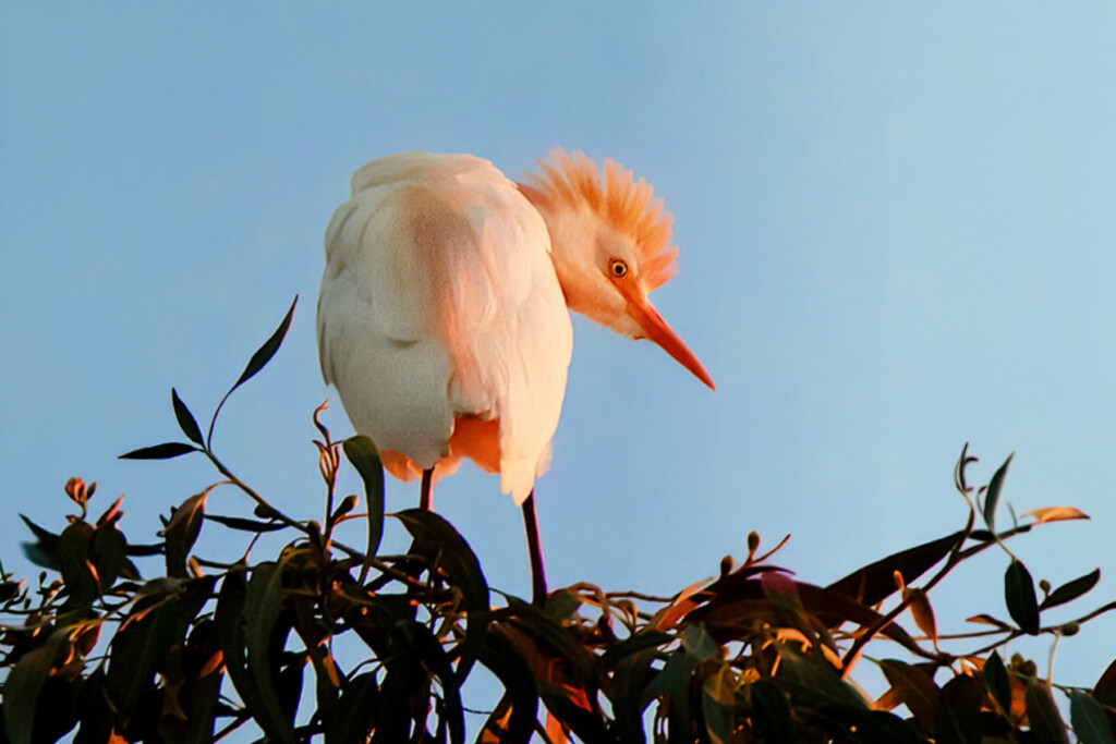Cattle egret perching atop branches.
