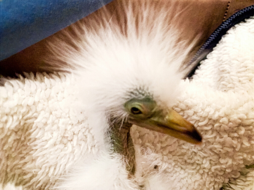 Close up of a chick at Bird Rescue Center.