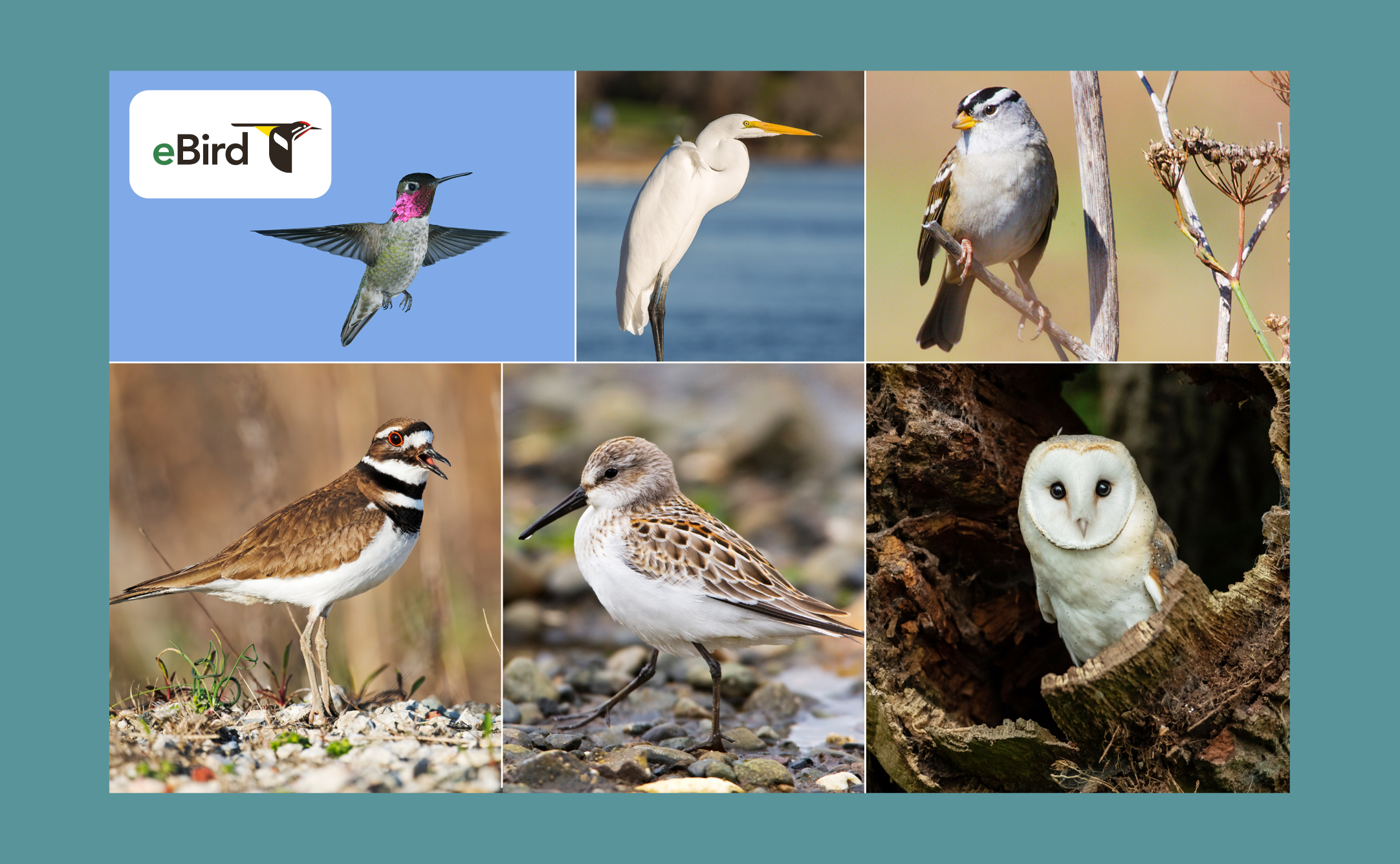 Collage of birds that live in Sonoma County.