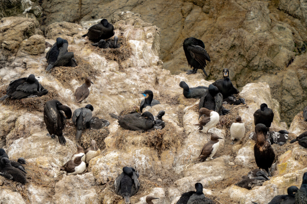 Mérgulo común y cormorán de Brandt sobre una roca en la costa de Sonoma.