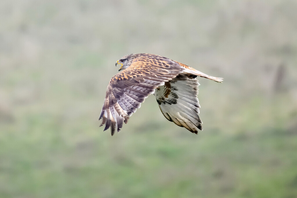 Un halcón ferruginoso en vuelo en Jenner Headlands.