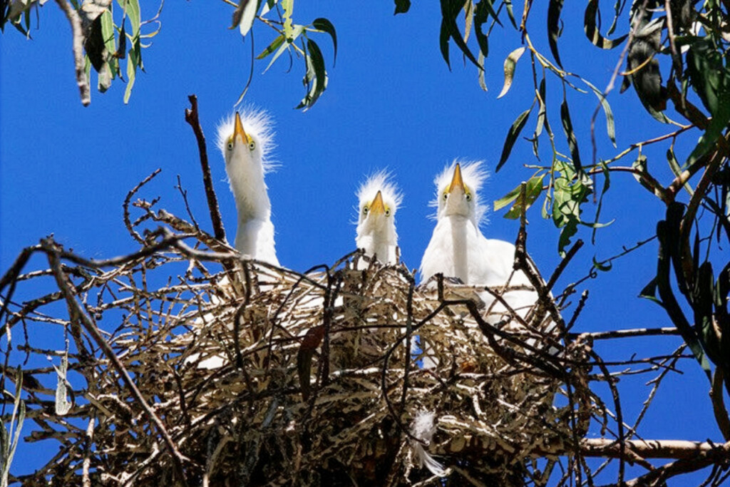 Las garcetas reales nidificantes se asoman al nido.