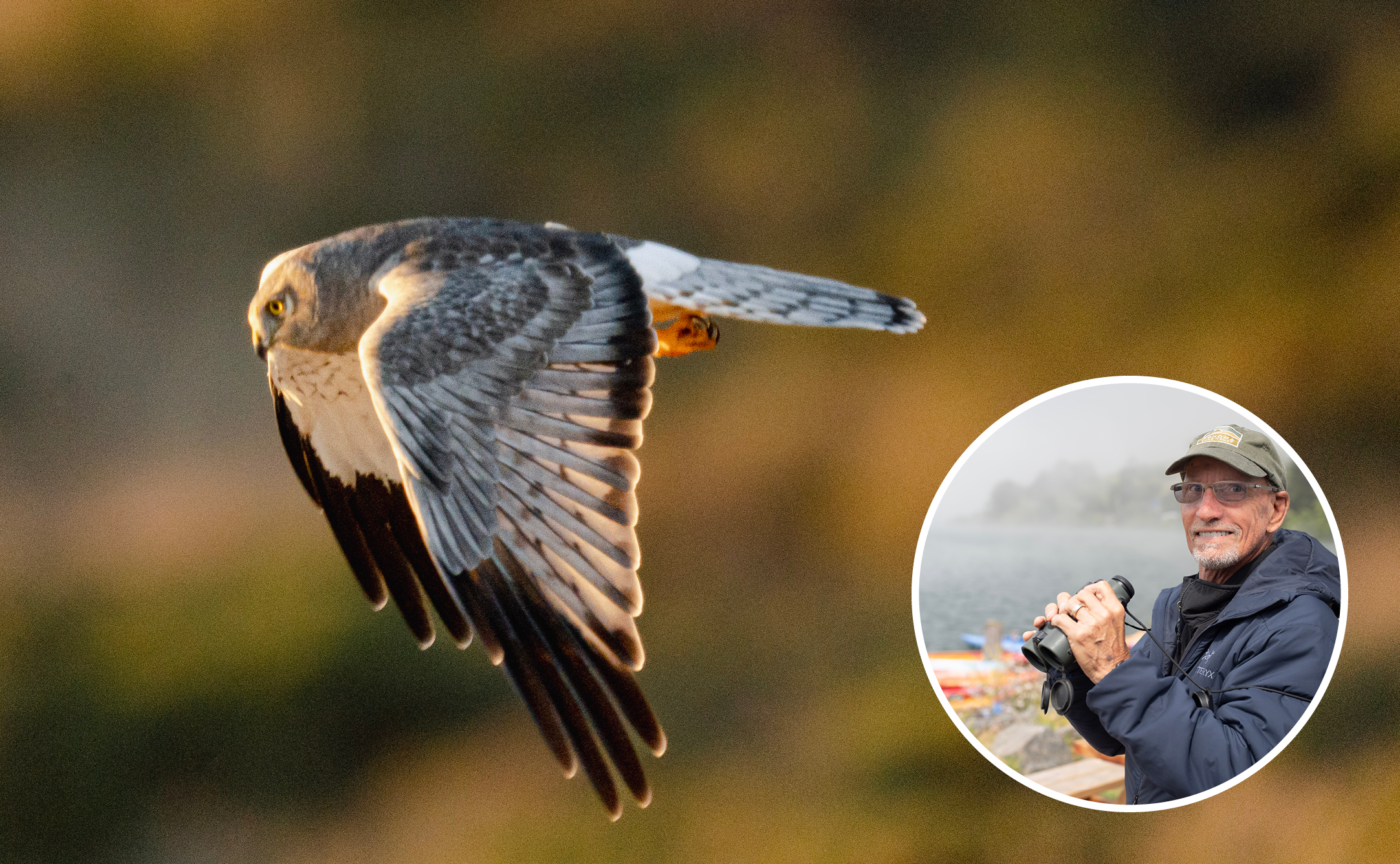 Halcón peregrino en vuelo con cabeza de Bill Perry.