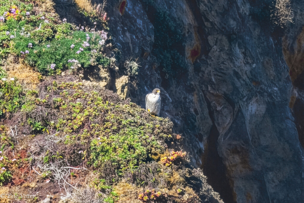 Un halcón peregrino posado en un acantilado.