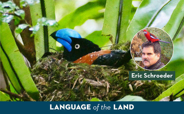 Language of the Land: Birding Big Year