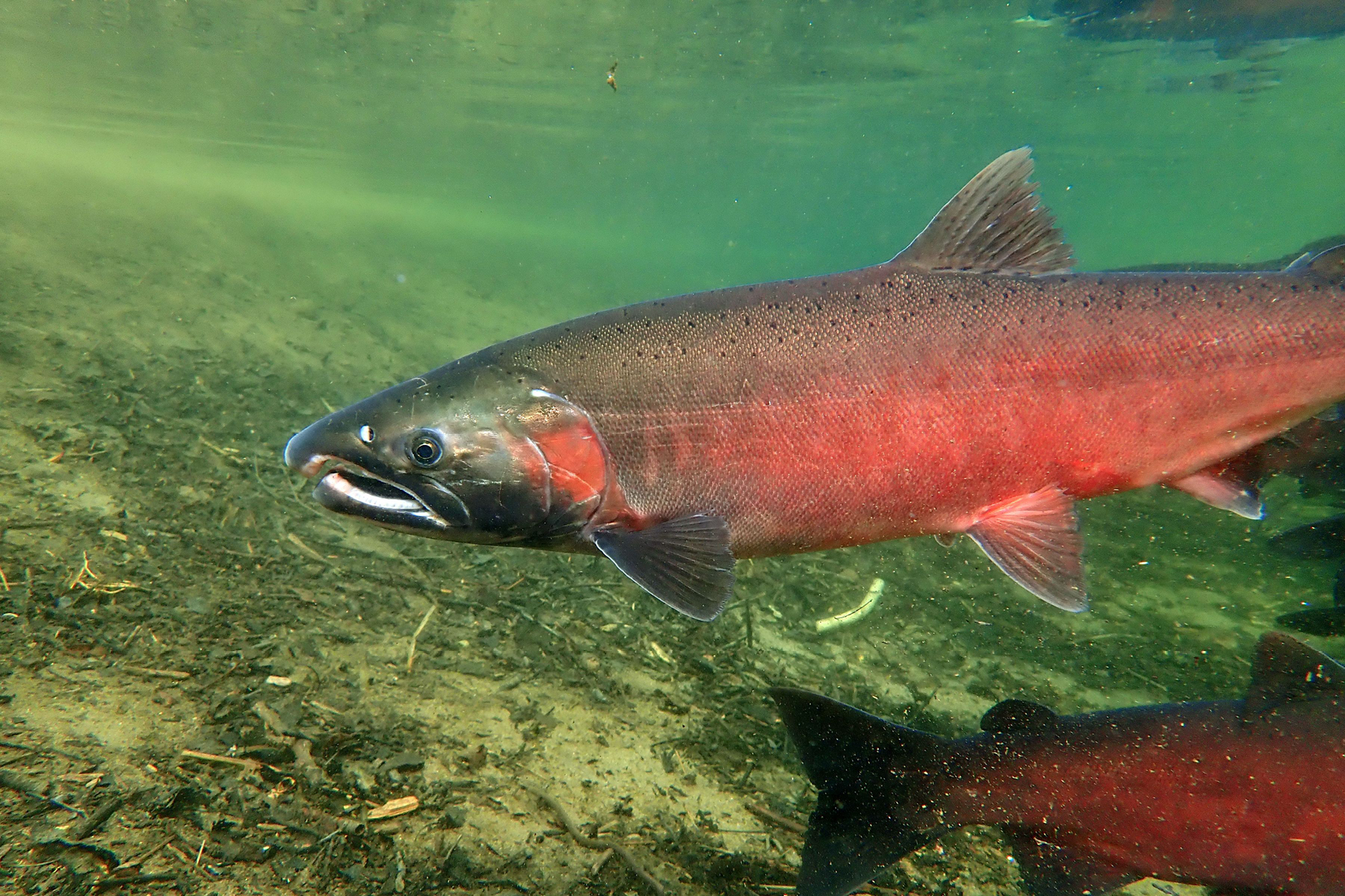 Coho salmon swimming.
