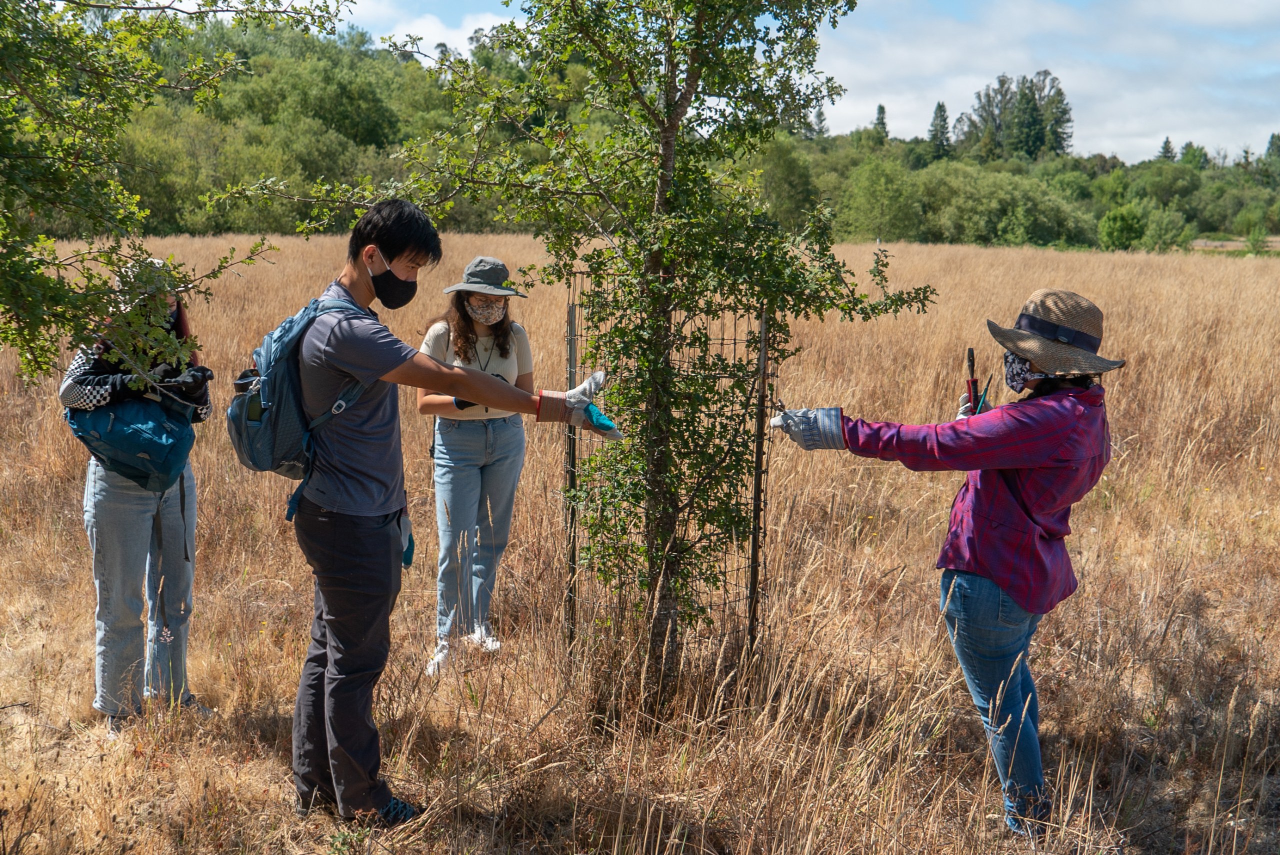 Volunteers check on a planted tree.