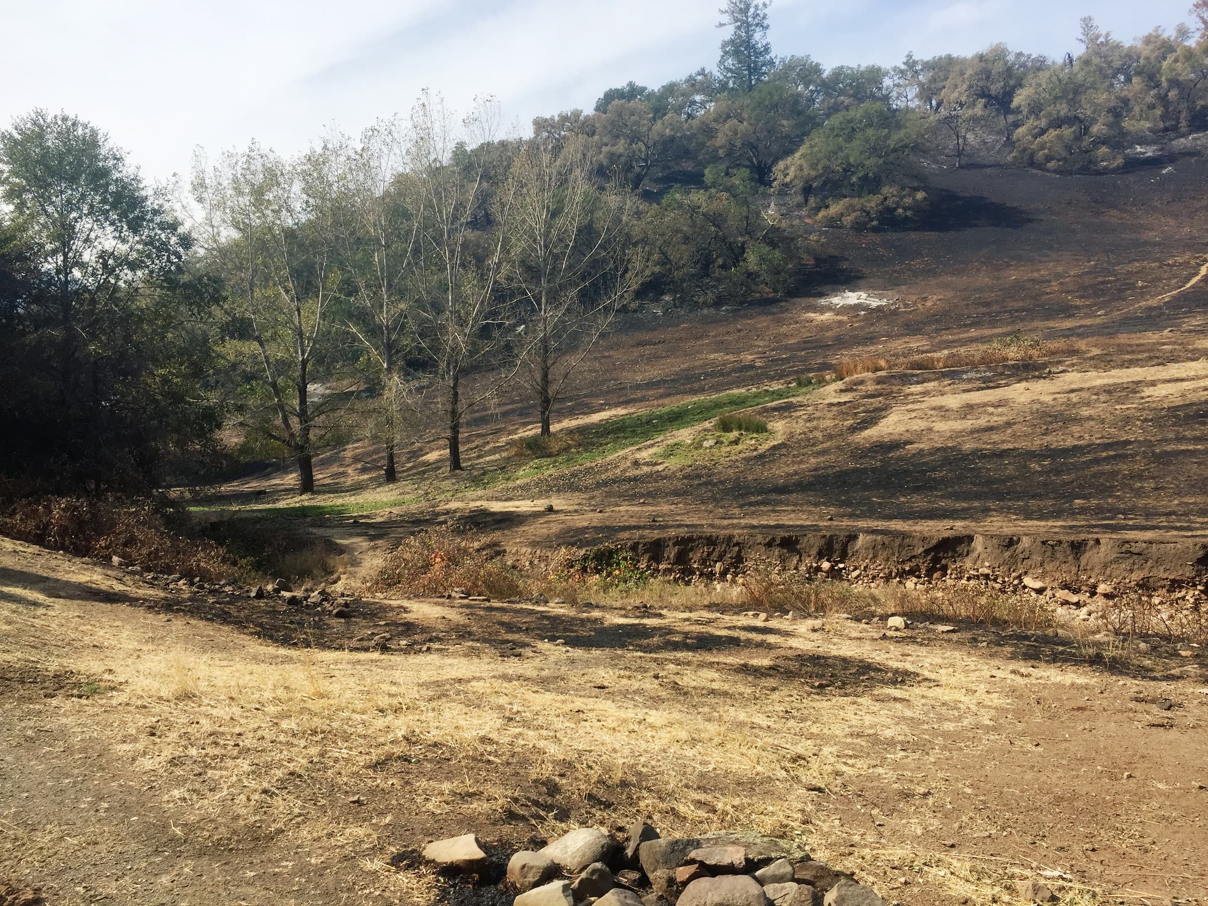 Wildfire burn scars.