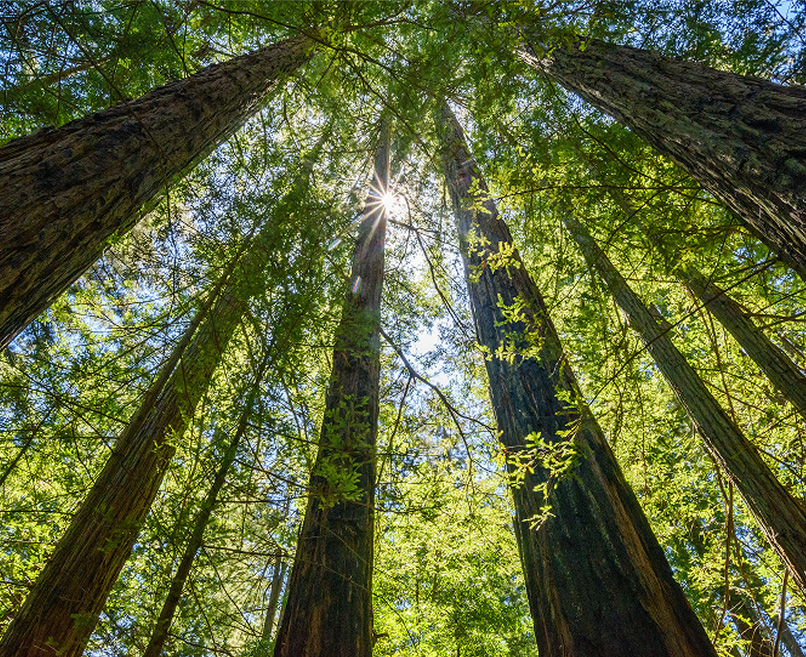 Looking upwards through a grove of trees.