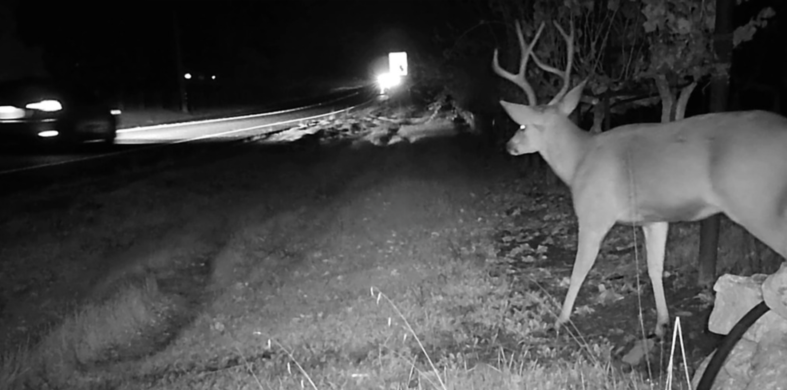 Wildlife Crossing Study 2025: Bucks crossing the road
