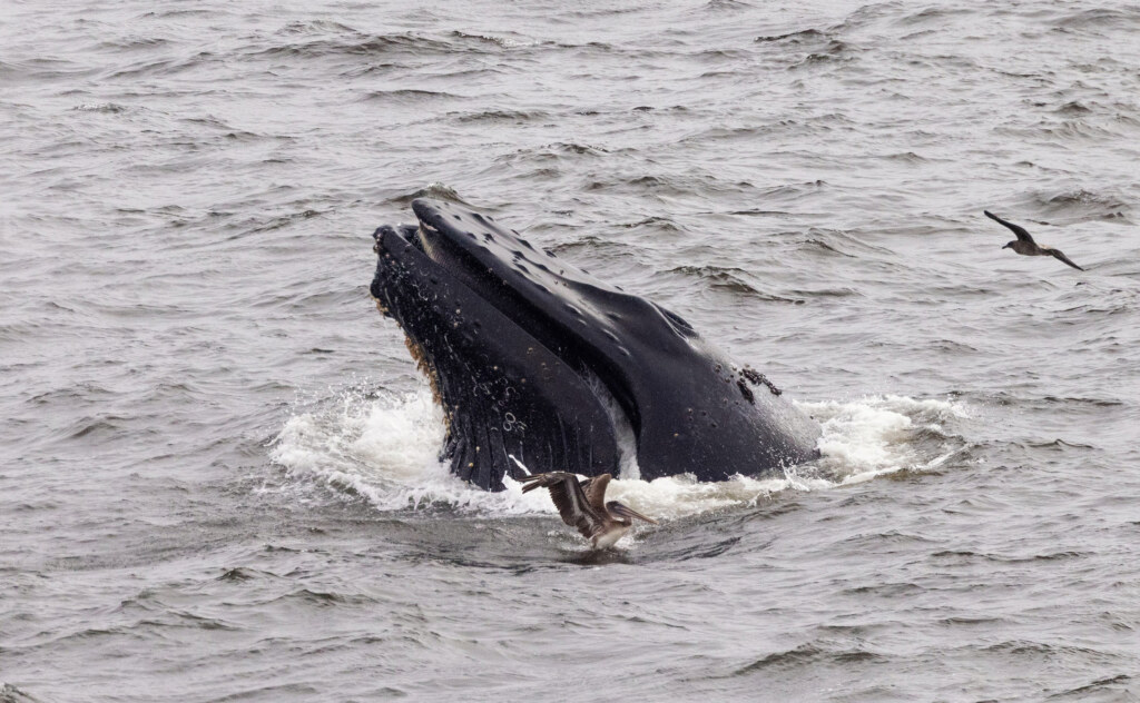 Humpback whale breeching off the Sonoma coast.
