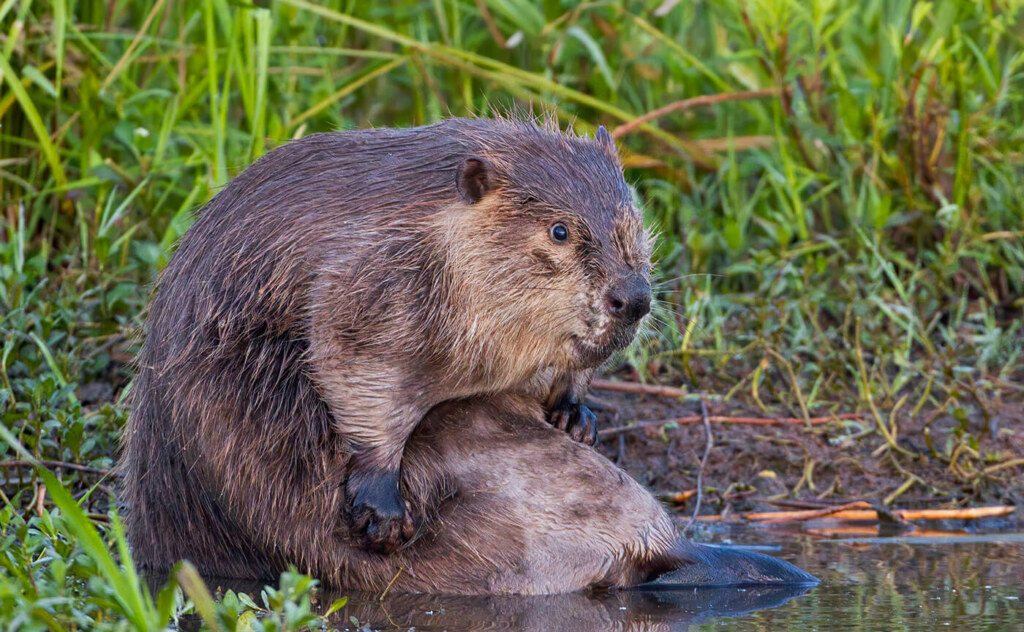Beaver sitting in a marsh.