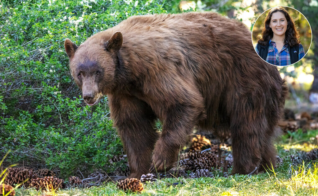Black bear.
